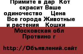 Примите в дар. Кот скрасит Ваше одиночество. › Цена ­ 0 - Все города Животные и растения » Кошки   . Московская обл.,Протвино г.